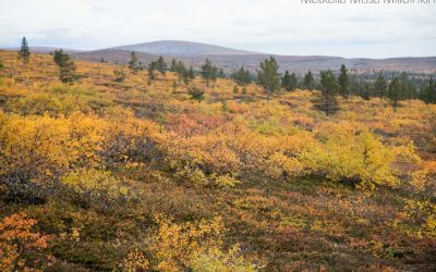 Urho Kekkosen kansallispuisto – Iisakkipään polku