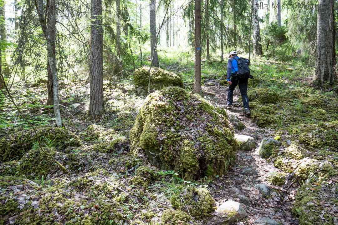 patikoimassa Kelventeellä, Päijänteen kansallispuistossa