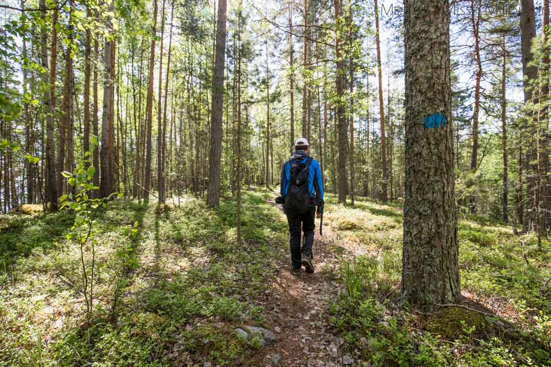 patikoimassa Kelventeellä Päijänteen kansallispuistossa