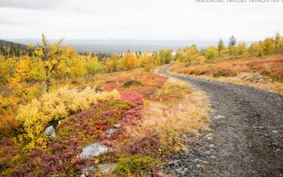 Pallas-Yllästunturin kansallispuisto – Montellin tunturiretki