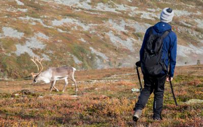 Pallas-Yllästunturin kansallispuisto – Palkaskeron kierros