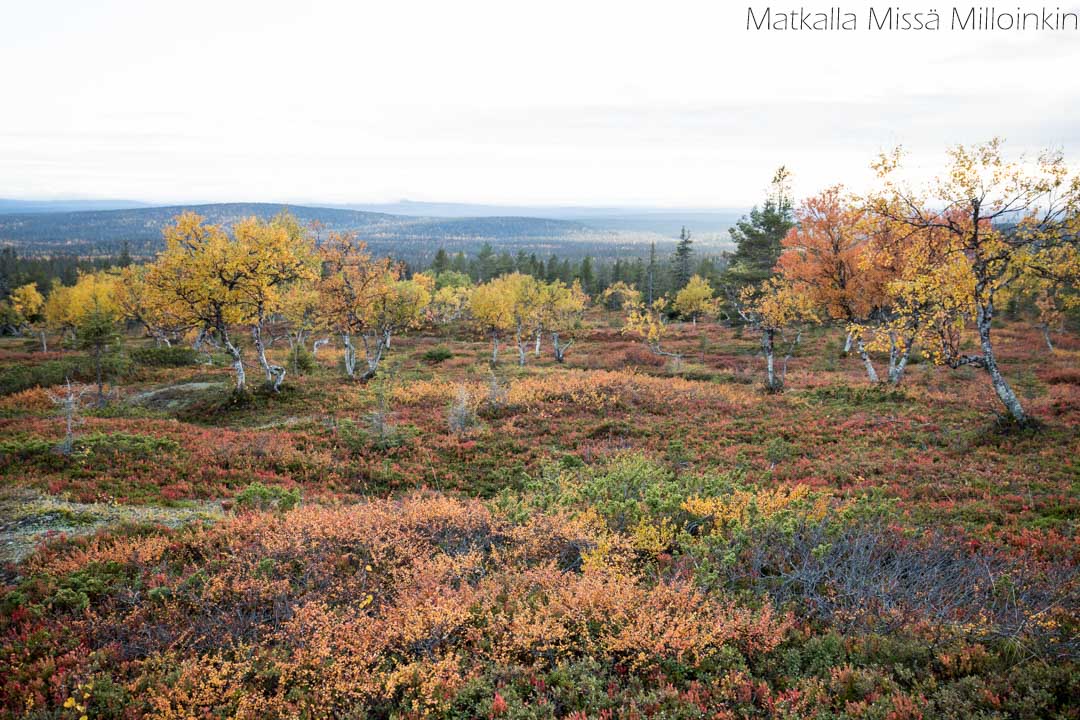 Palkaskeron kierros syksyllä Pallas-Yllästunturin kansallispuisto