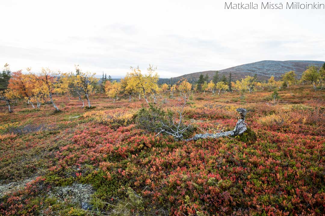 Palkaskeron kierros syksyllä Pallas-Yllästunturin kansallispuisto