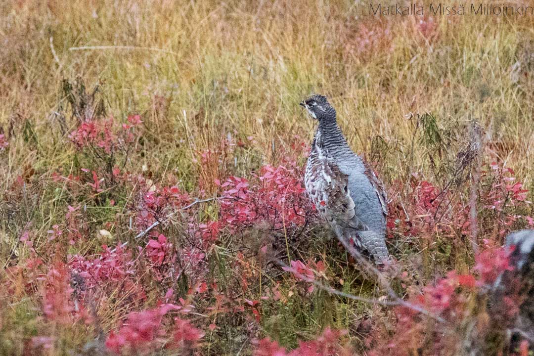 teeri Sallan kansallispuistossa