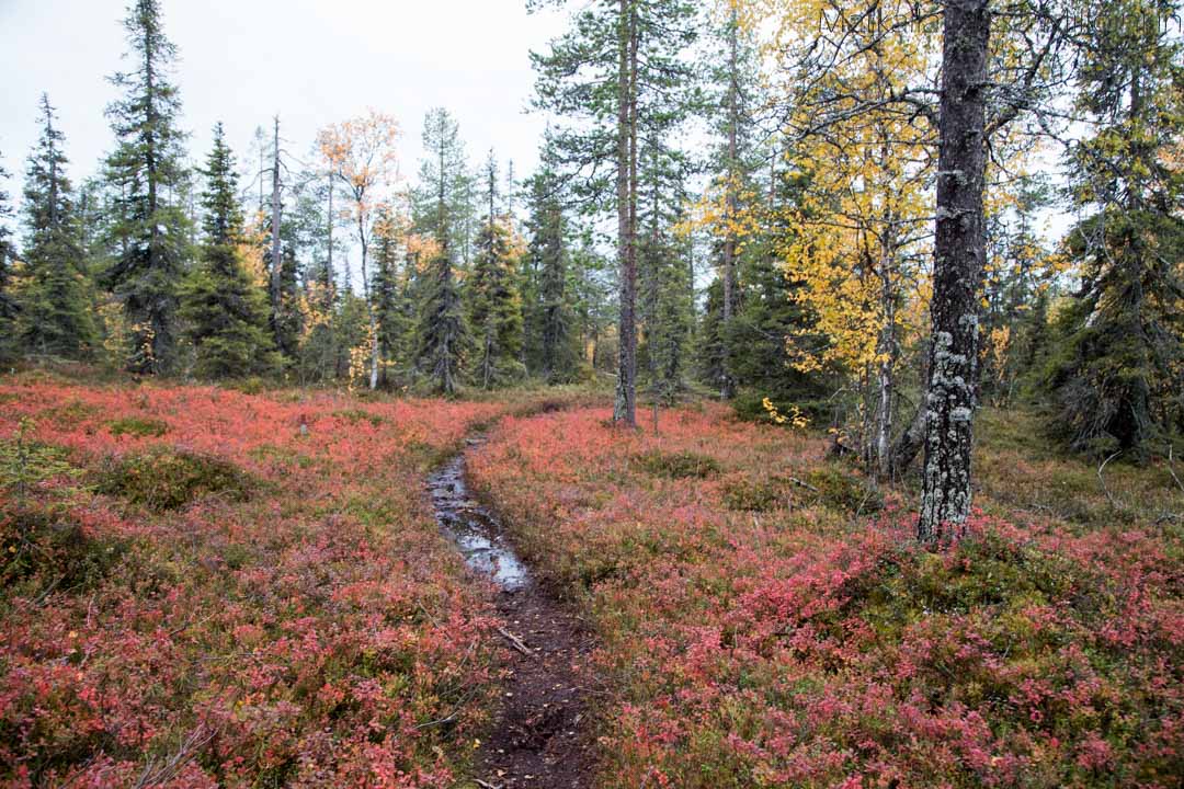 ruskaa Sallan kansallipuistossa