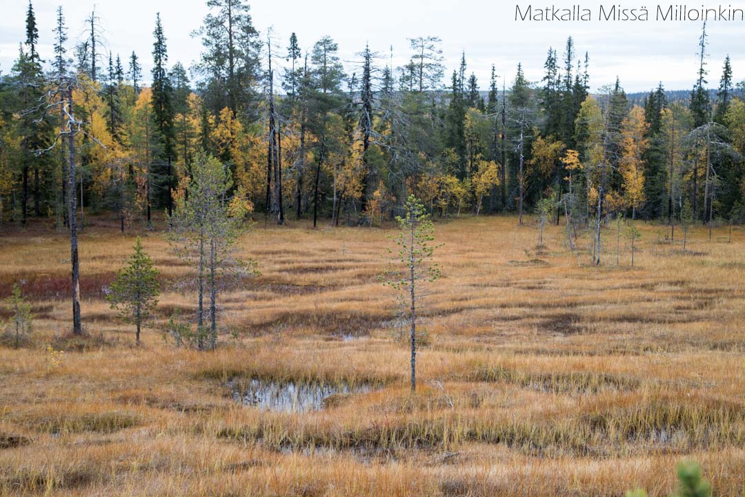 suomaisemaa Sallan kansallispuistossa