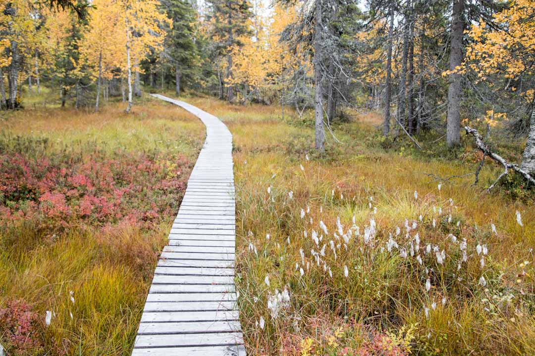 Pahakurun kierros, Salla