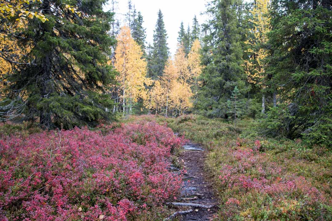 ruskaa Pahakurun kierroksella, Salla