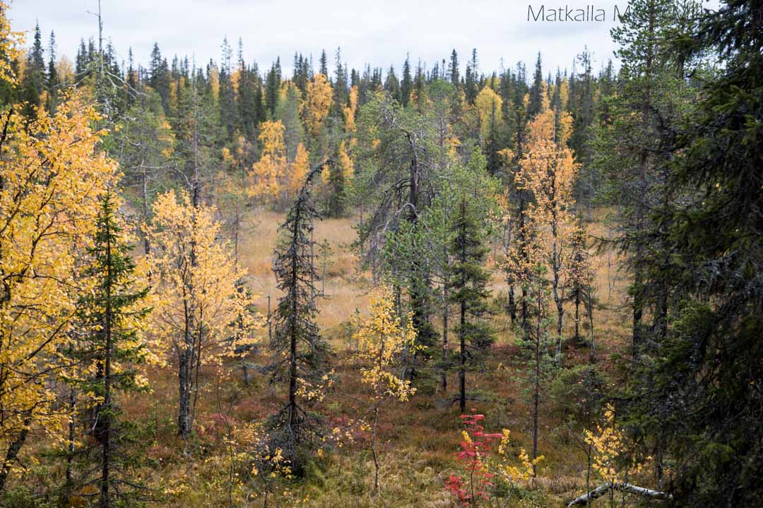 Pahakuru Sallan kansallispuisto