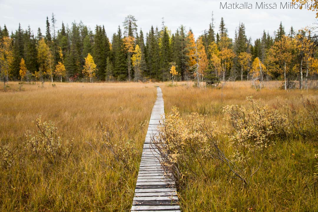 ruskaa Sallan kansallispuistossa