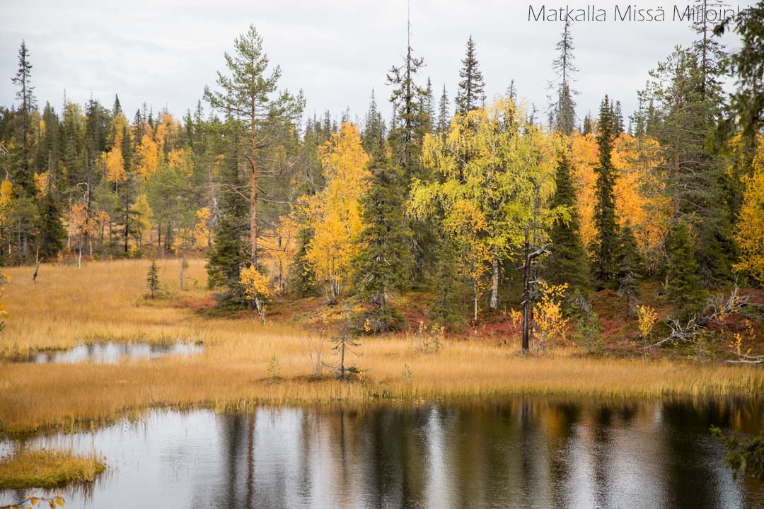 maisemia Pahakurun kierroksella Sallan kansallispuistossa