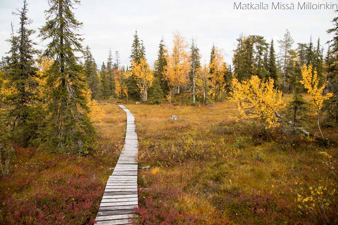 ruskaa Sallan kansallispuistossa