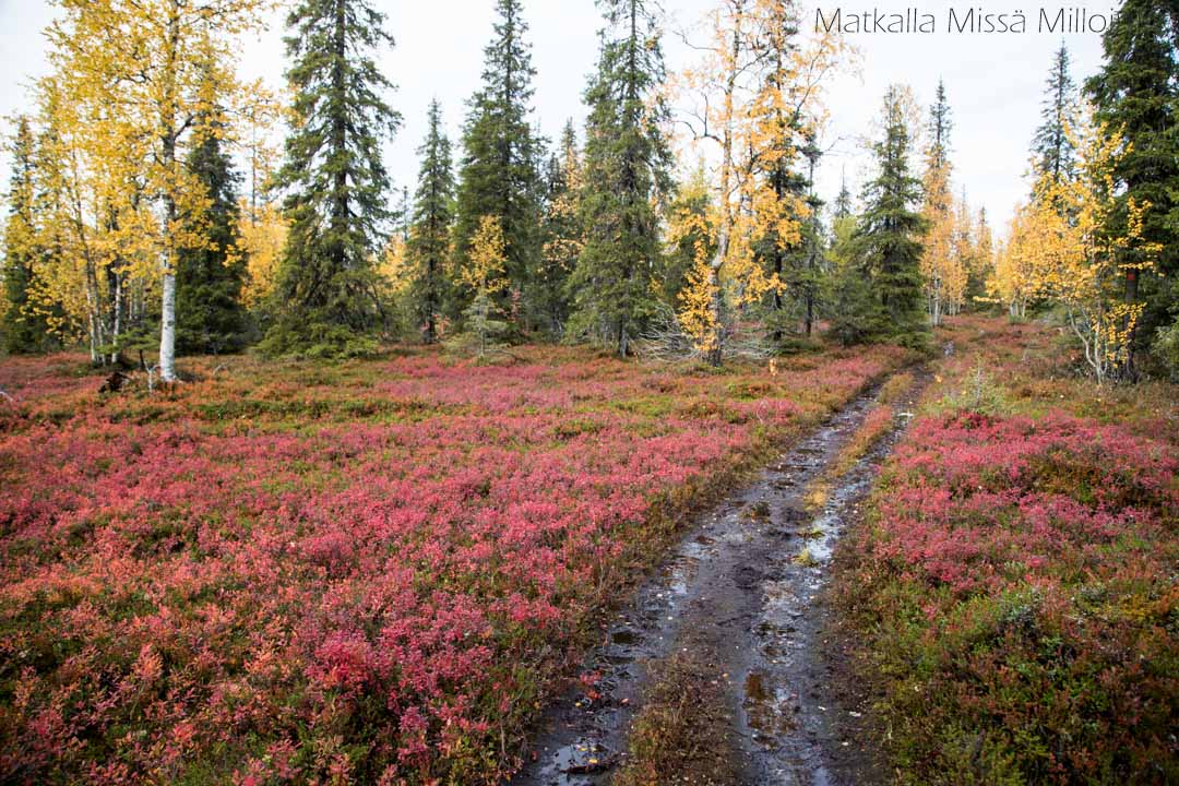 Pahakurun kierros syksyllä, Sallan kansallispuisto
