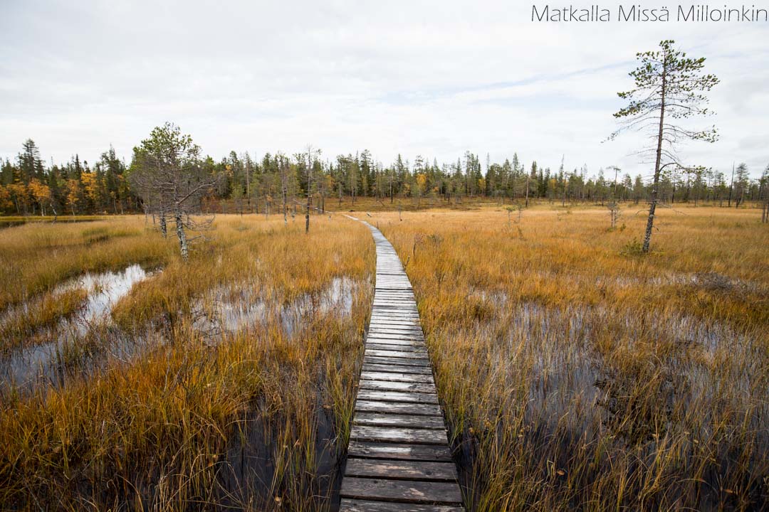 Pahakurun kierros Sallan kansallispuisto