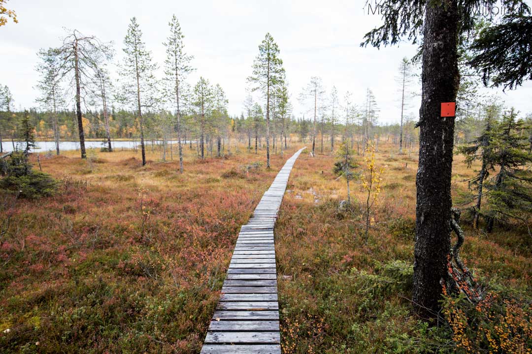 Pahakurun kierros Sallan kansallispuisto