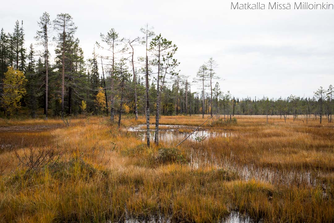 suo Sallan kansallispuistossa Pahakurun kierroksen varrella