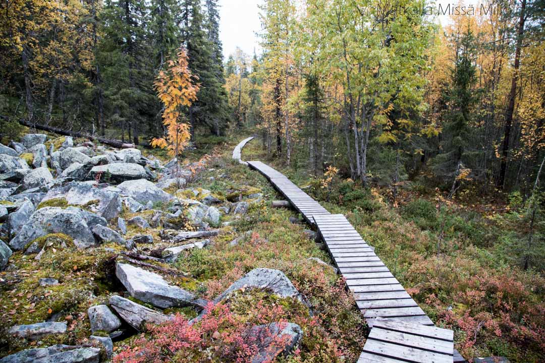 suomaisemaa Sallan kansallispuistossa