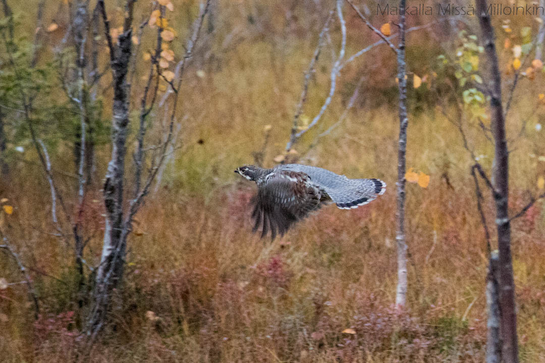teeri Sallan kansallispuistossa