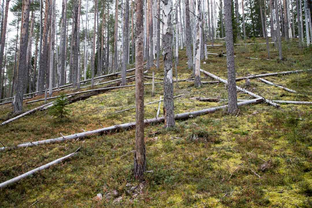 Soiperoinen Poromyhkyrän polku