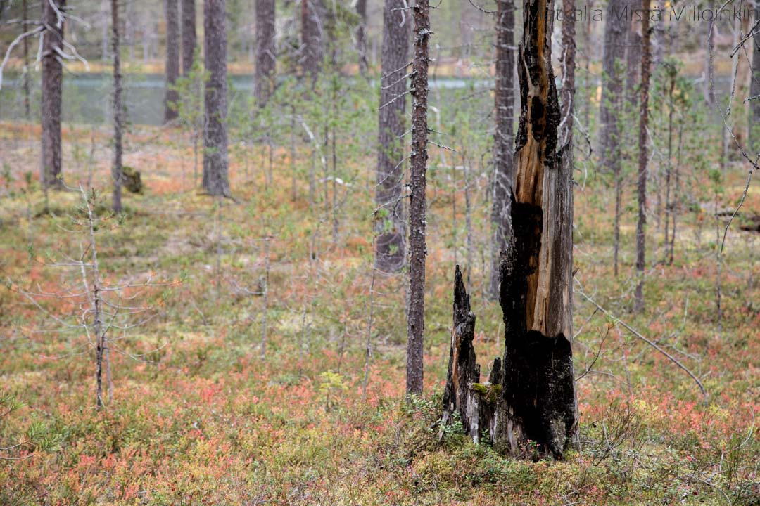 Soiperoinen, Iso-Syötteen retkeilyalue