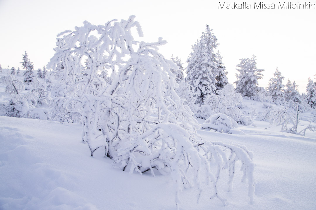 Iisakkipään luontopolku talvella, Urho Kekkosen kansallispuisto