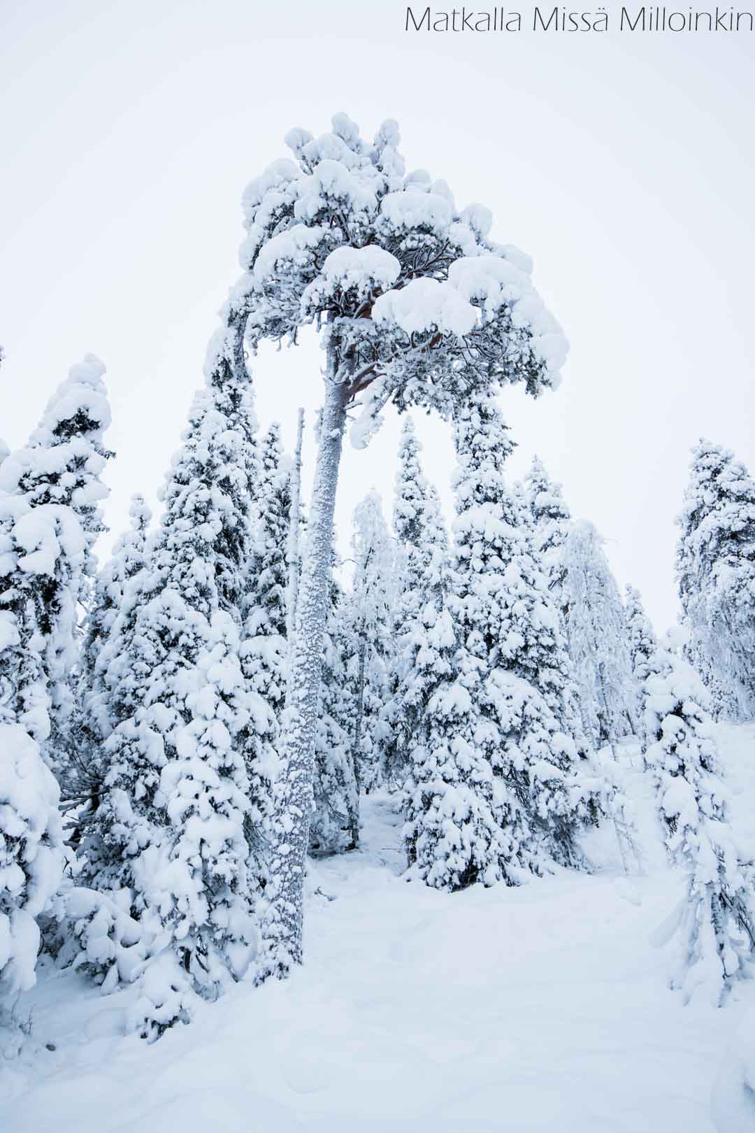 Teerivaaran kierros ja Syötteen kansallispuisto talvella