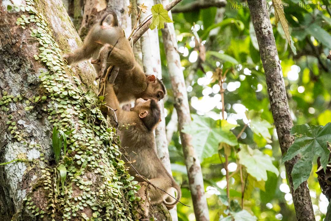 makakeja Kinabatangan-joella Borneolla