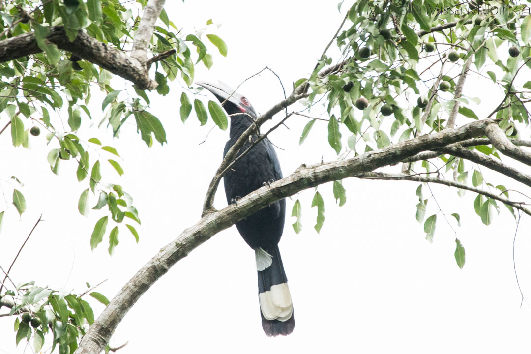 sarvinokka Kinabatangan-joella Borneolla