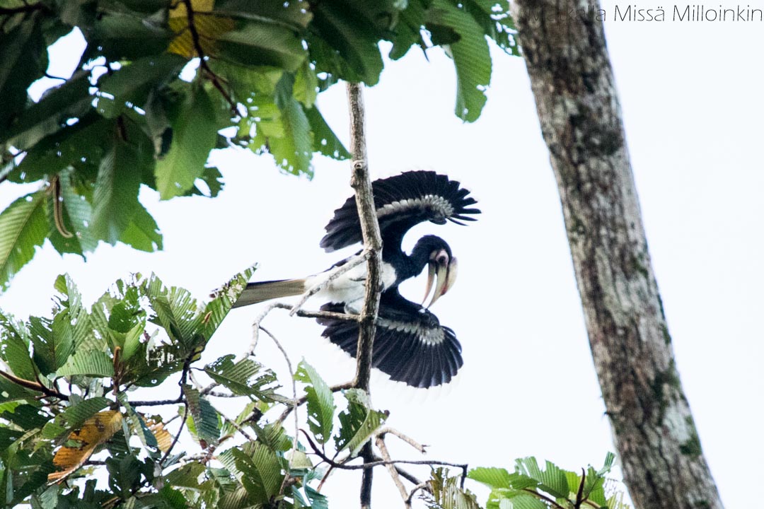 sarvinokka Kinabatangan-joella Borneolla