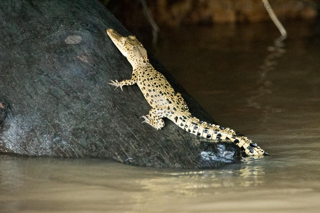 krokotiilinpoikanen Kinabatangan-joella Borneolla