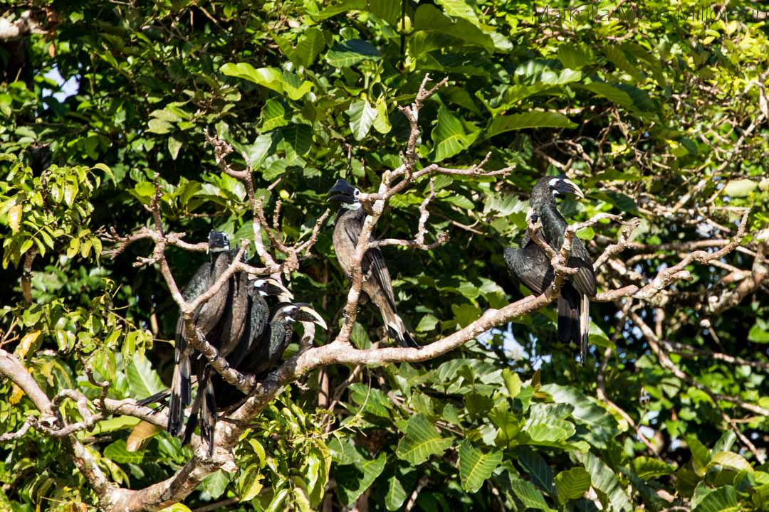 sarvinokka-lintuja Kinabatangan-joella Borneolla
