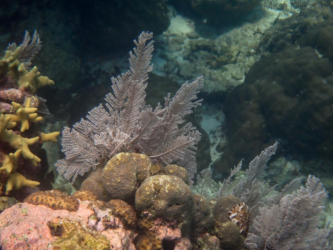 pehmeitä koralleja, snorklausta Siquijorilla Filippiineillä, Tubod Marine Sanctuary
