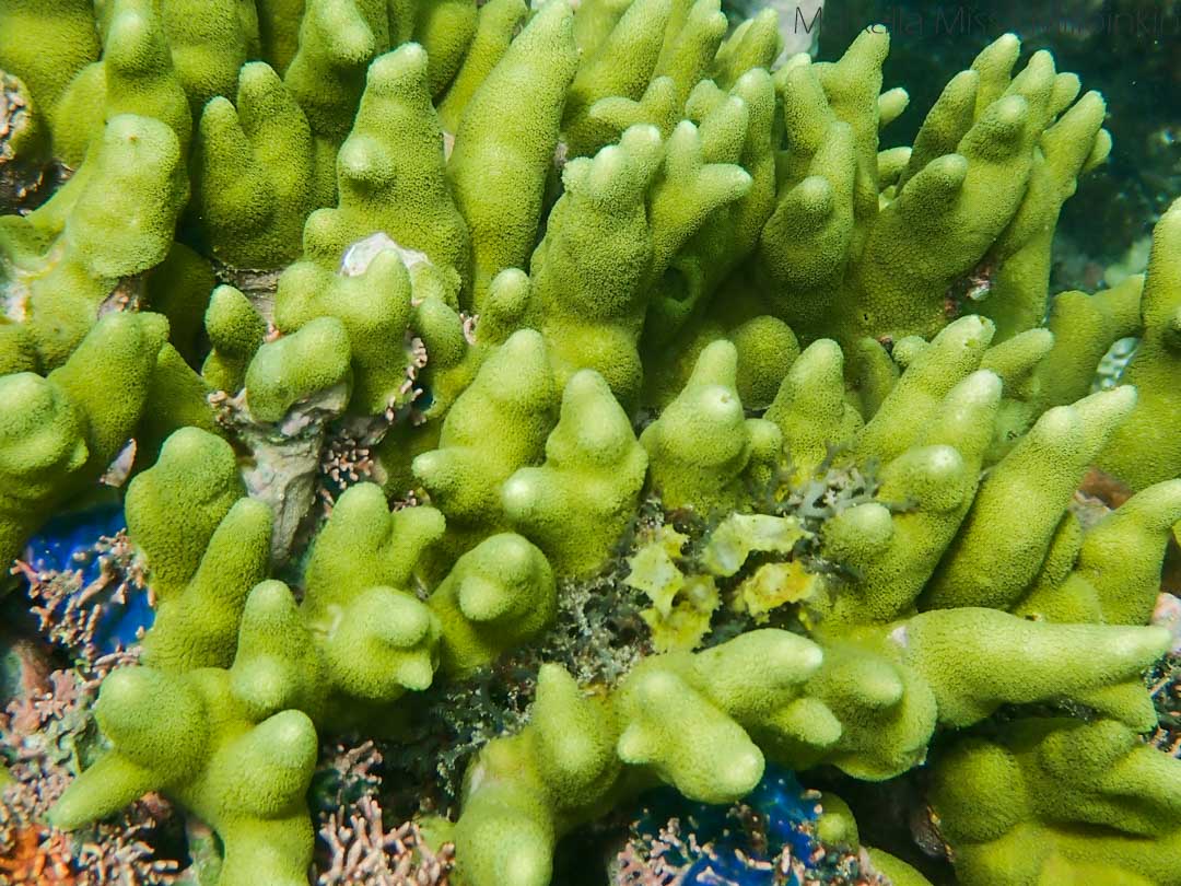 kovia koralleja, snorklausta Siquijorilla Filippiineillä, Tubod Marine Sanctuary