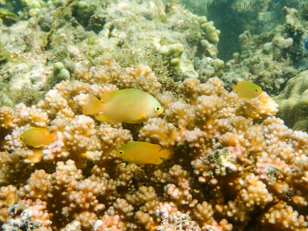 snorklausta Siquijorilla Filippiineillä, Tubod Marine Sanctuary