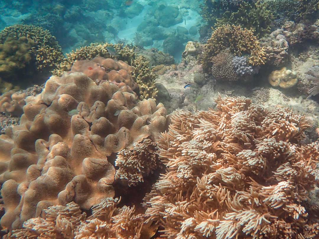 snorklausta Siquijorilla Filippiineillä, Tubod Marine Sanctuary