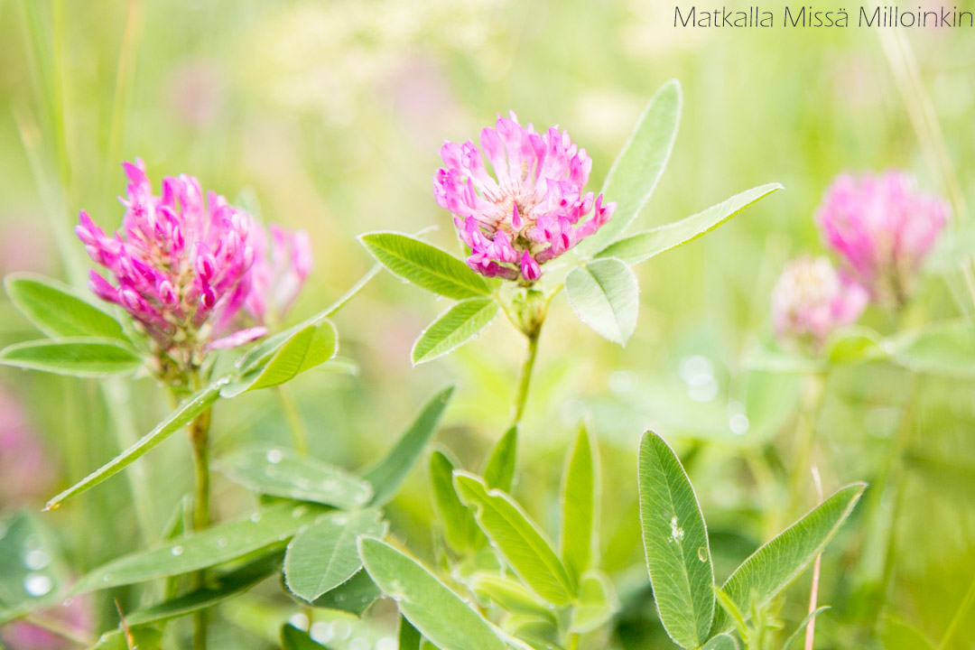 Häntälän notkot, Somero