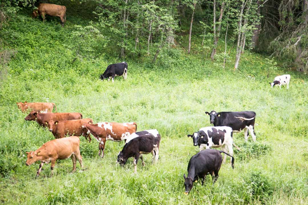 Häntälän notkot, lehmiä