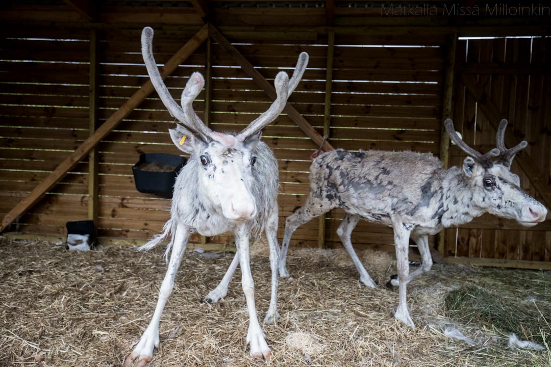 poroja, Hiidenlinna zoo, Somero