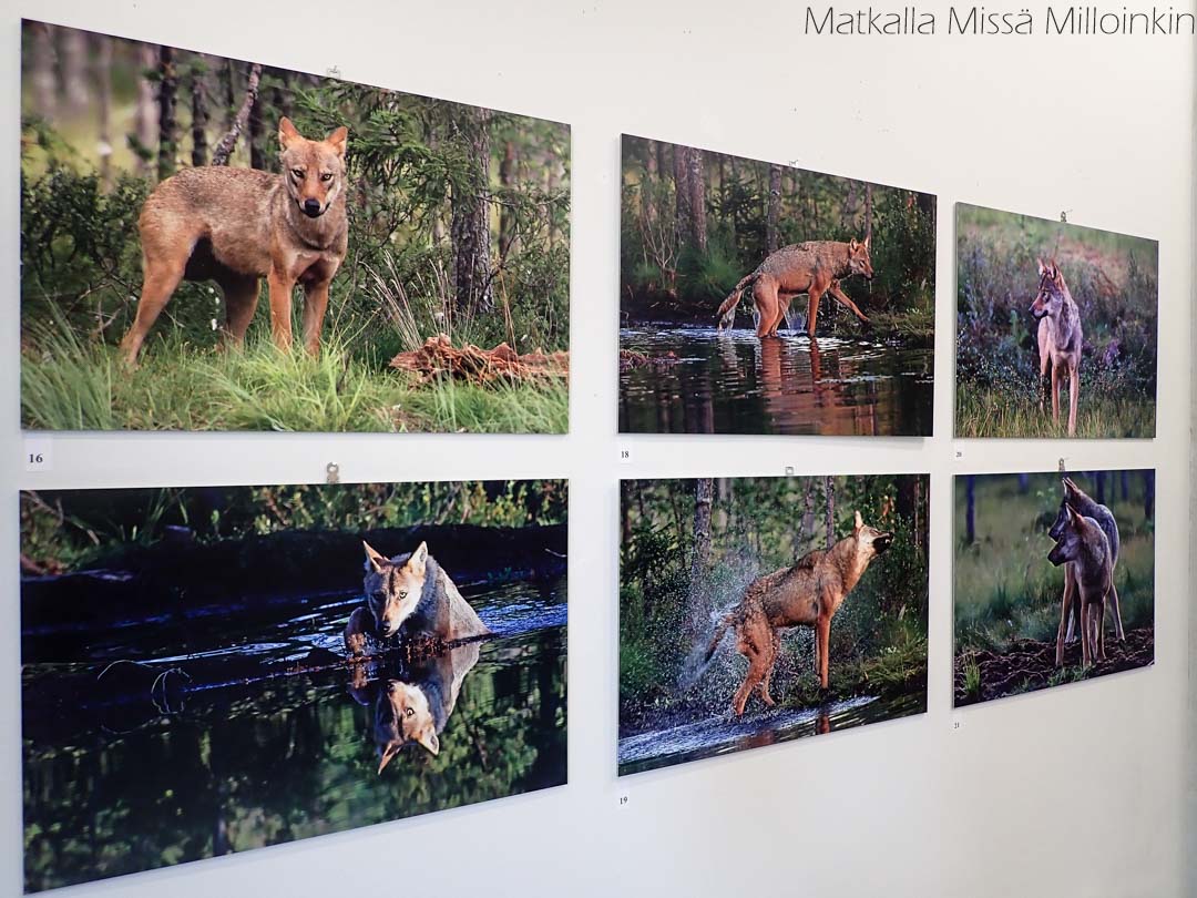 Päivi Arvosen valokuvanäyttely, Somero Pellavaenkeli