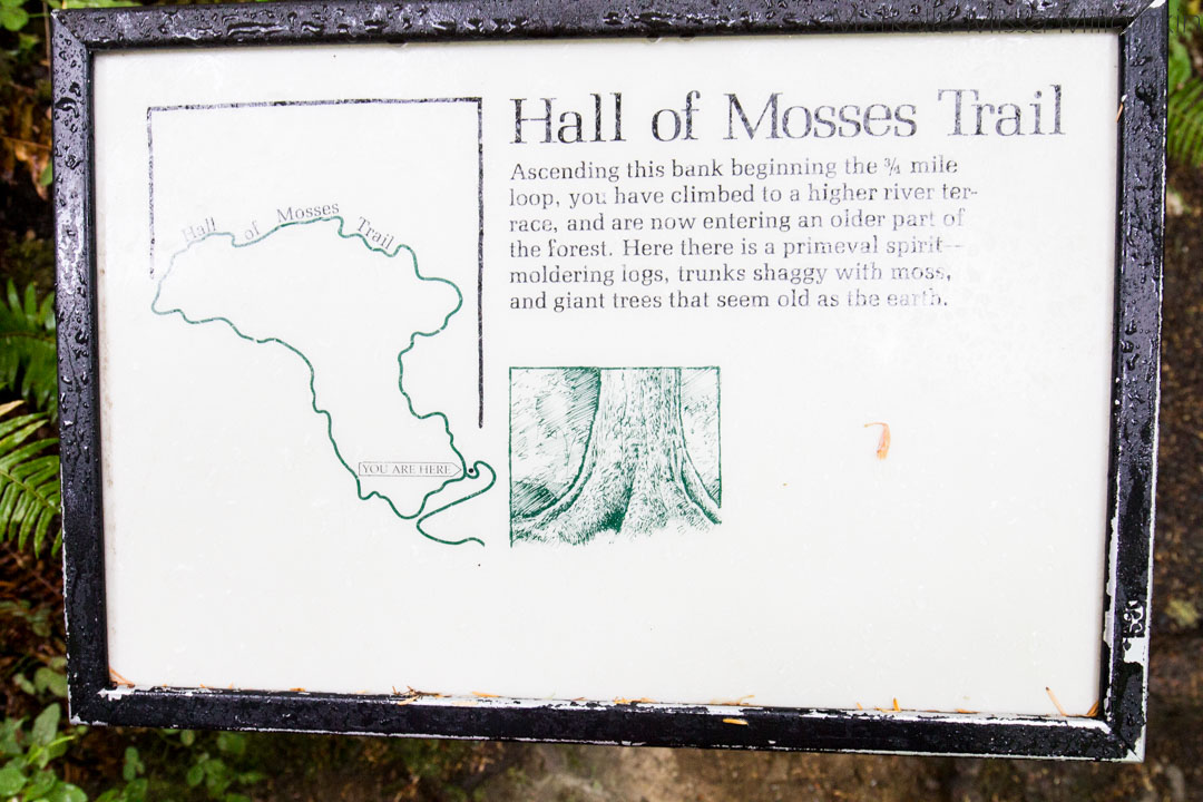 Hoh-sademetsä Olympicin kansallispuisto, Hall of Mosses