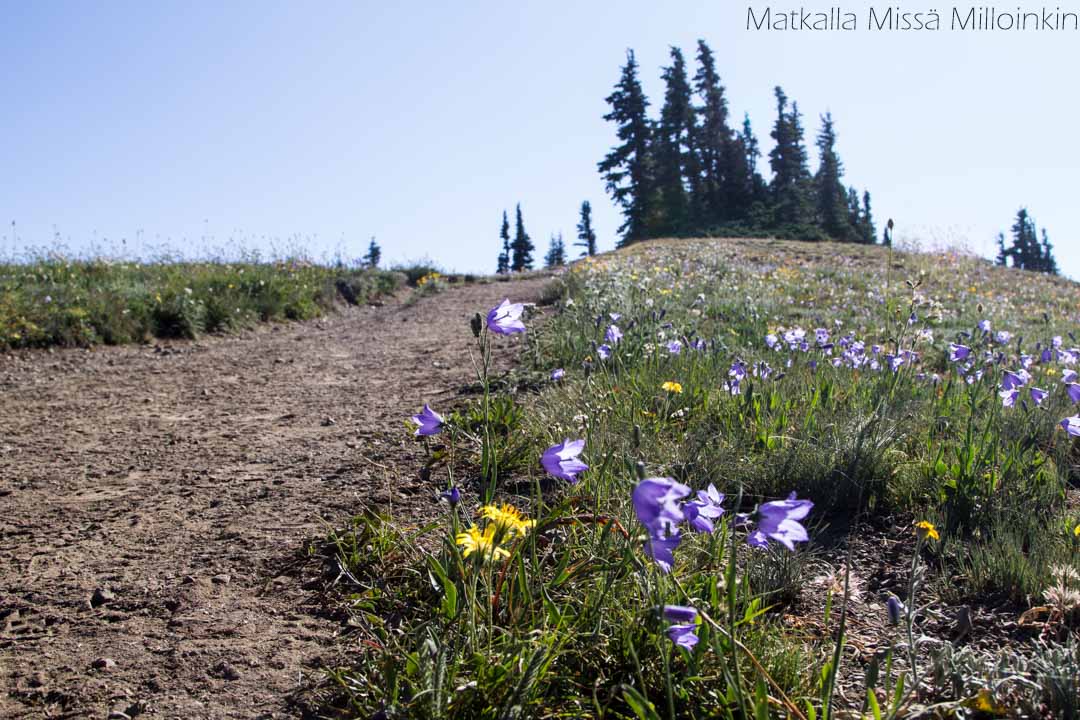 Olympicin kansallispuisto, Klahhane Ridge