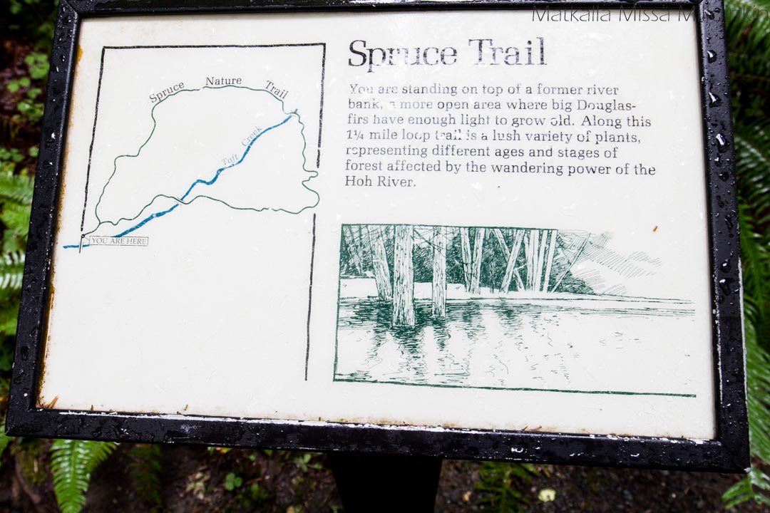 Hoh-sademetsä Olympicin kansallispuisto, Spruce Trail