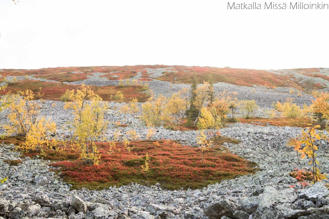 Moloslaen kierros, Pallas-Yllästunturin kansallispuisto-11 Moloslaen kierros ruska-aikaan syksyllä, Pallas-Yllästunturin kansallispuisto