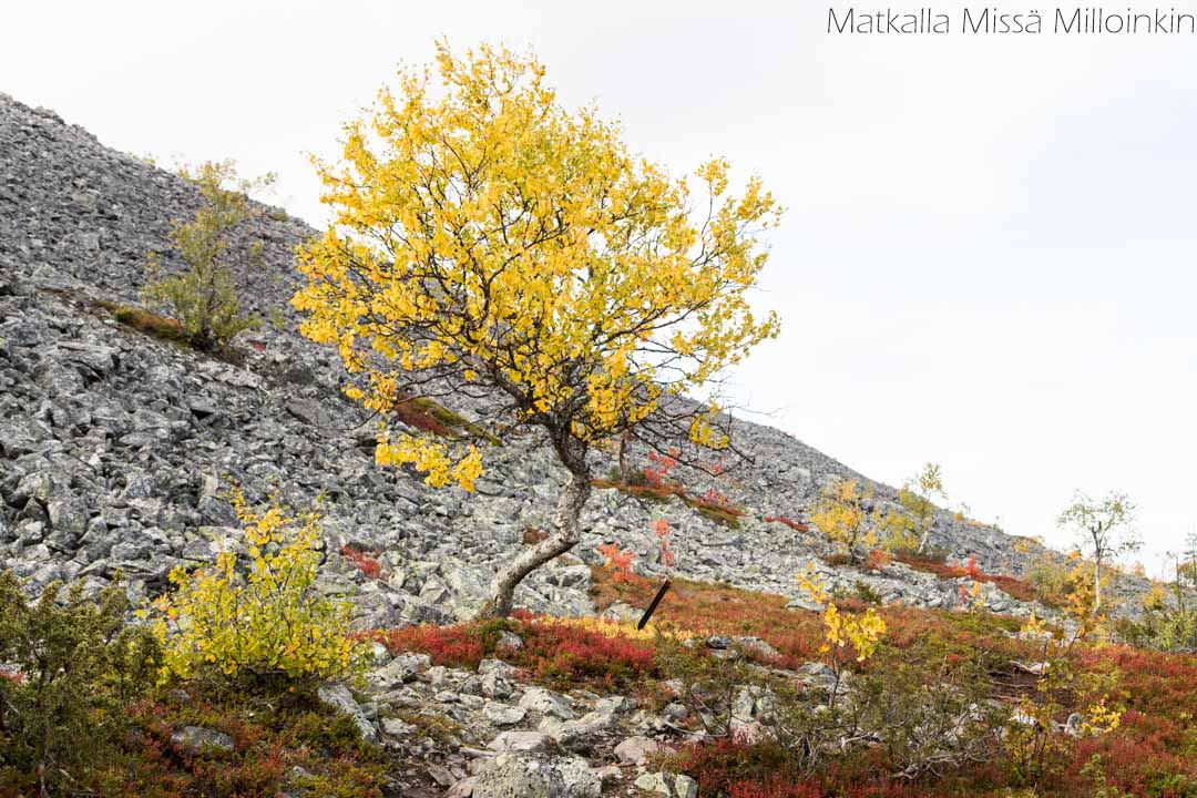 Moloslaen kierros, Pallas-Yllästunturin kansallispuisto syksyllä ruska-aikaan