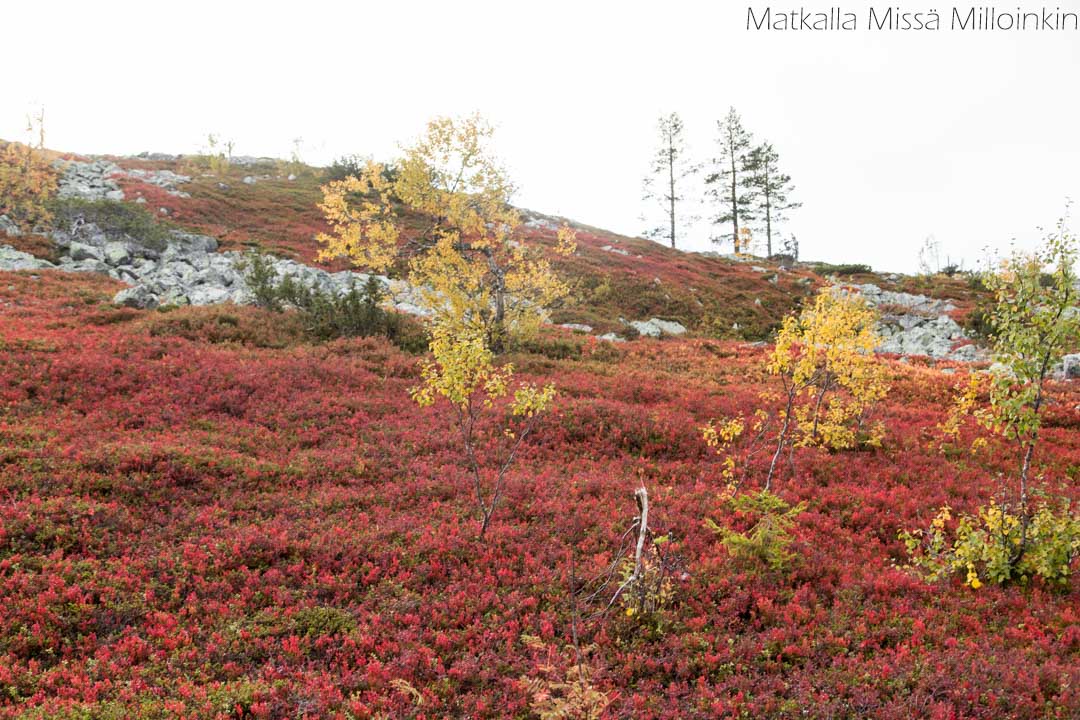 Moloslaen kierros ruska-aikaan syksyllä, Pallas-Yllästunturin kansallispuisto