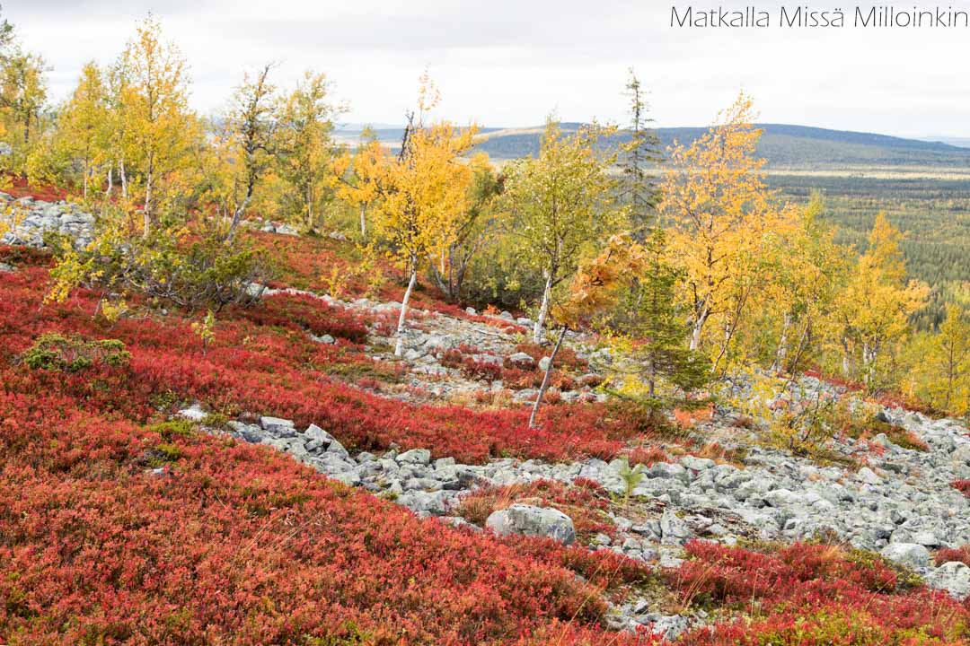 Moloslaen kierros, Pallas-Yllästunturin kansallispuisto syksyllä ruska-aikaan