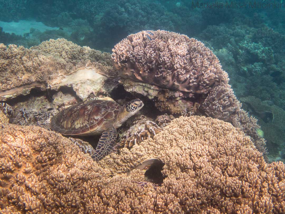 kilpikonna Apo-saarella, snorklaus Filippiineillä