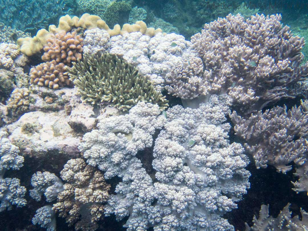 koralleja Apo-saarella Filippiineillä