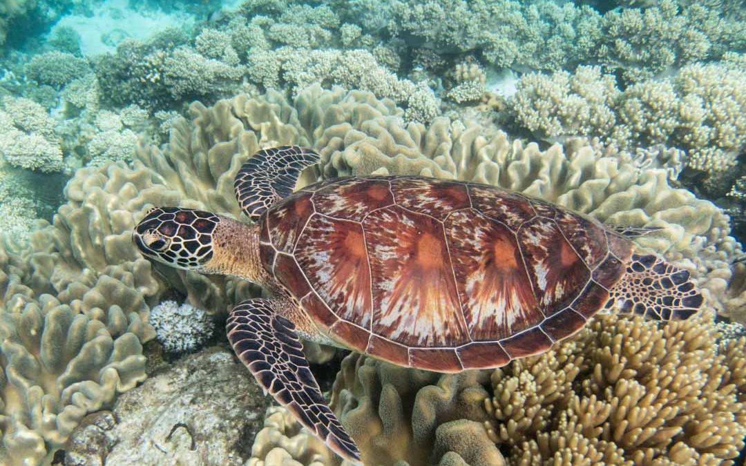 kilpikonna Apo-saarella, snorklaus Filippiineillä