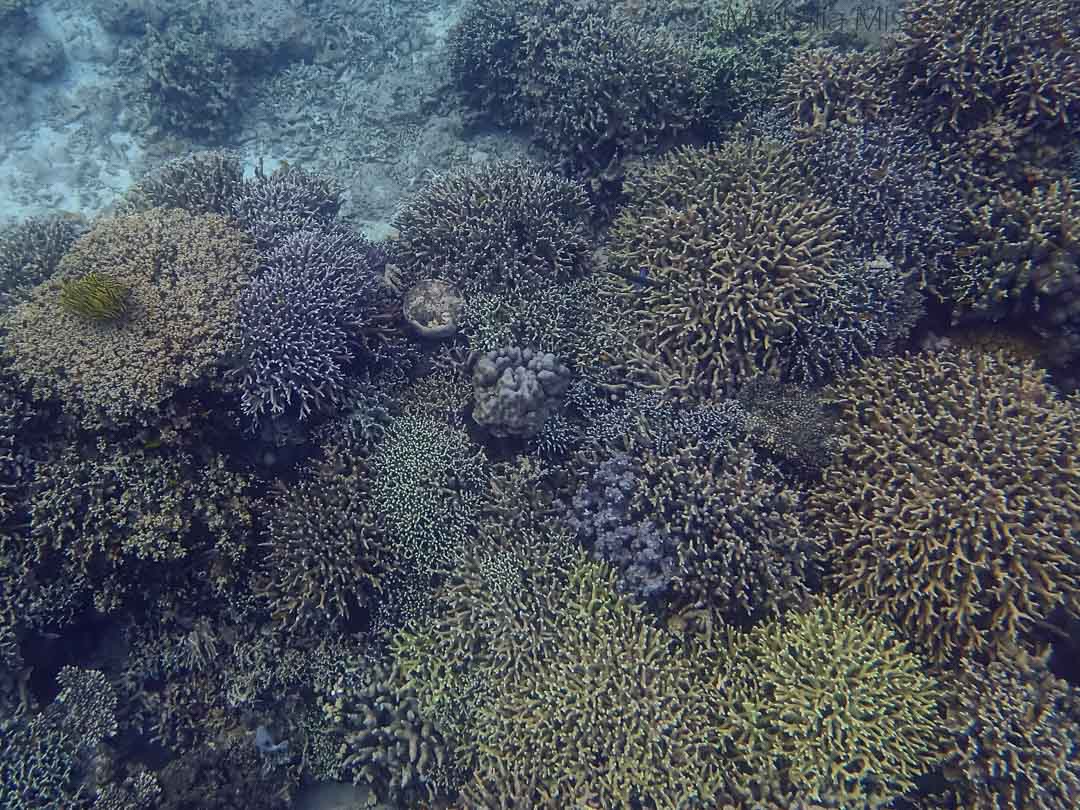 snorklaus Pamilacan-saarella, Bohol Filippiinit